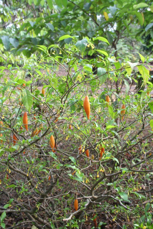 Tabernanthe_iboga_MS_4098