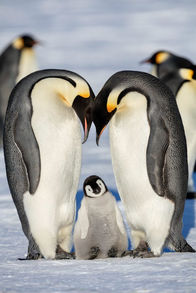 Mated emperor penguins touch heads and look down at their fluffy, gray chick, which cocks its head.